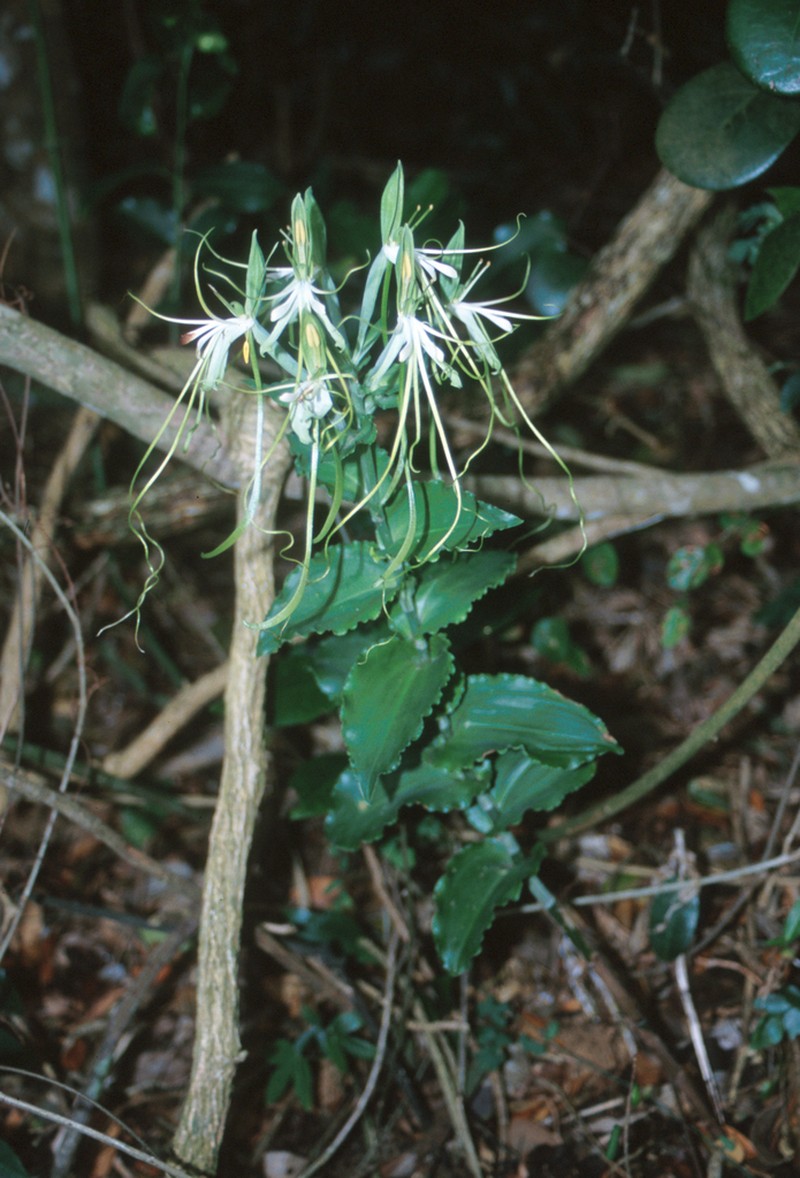Bonatea lamprophylla