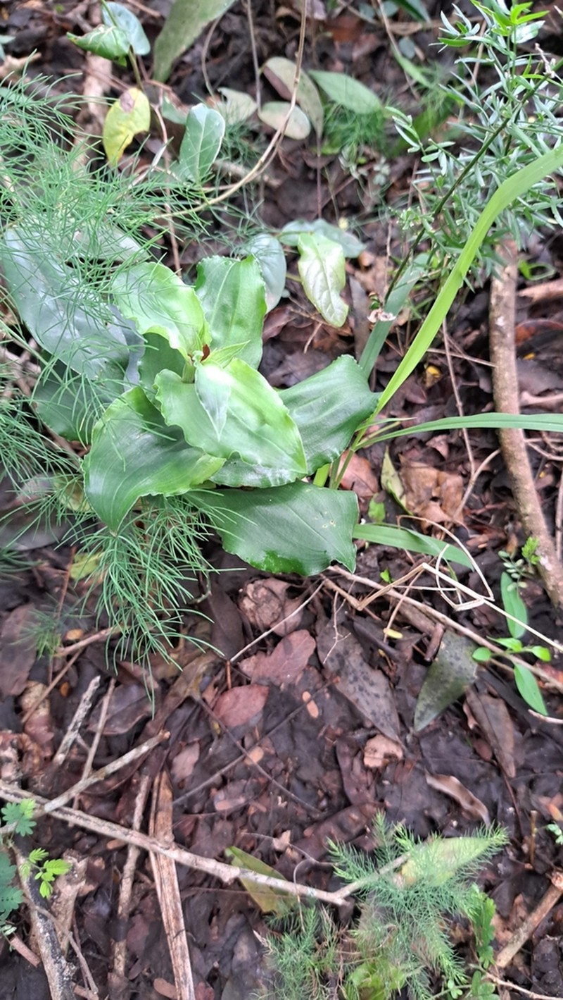 Bonatea lamprophylla photo 2