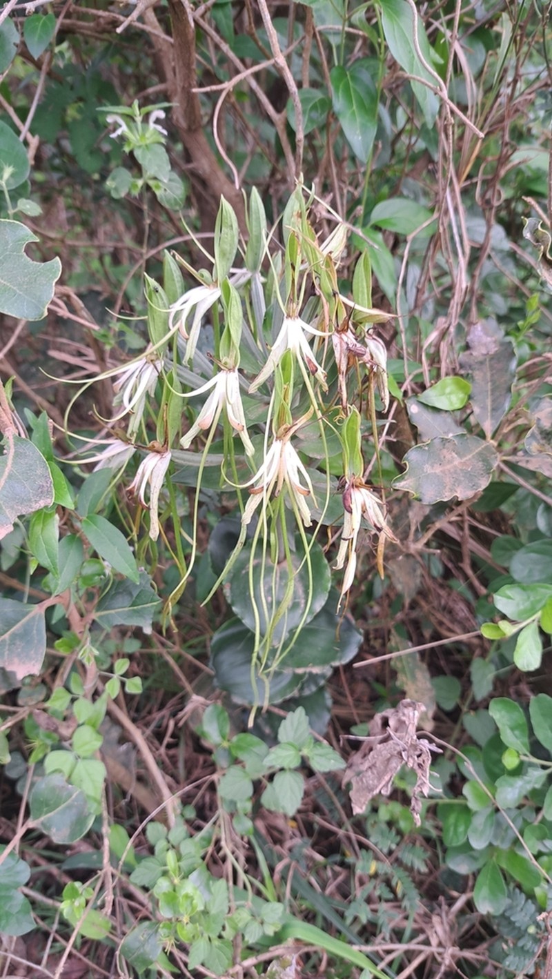 Bonatea lamprophylla photo 3