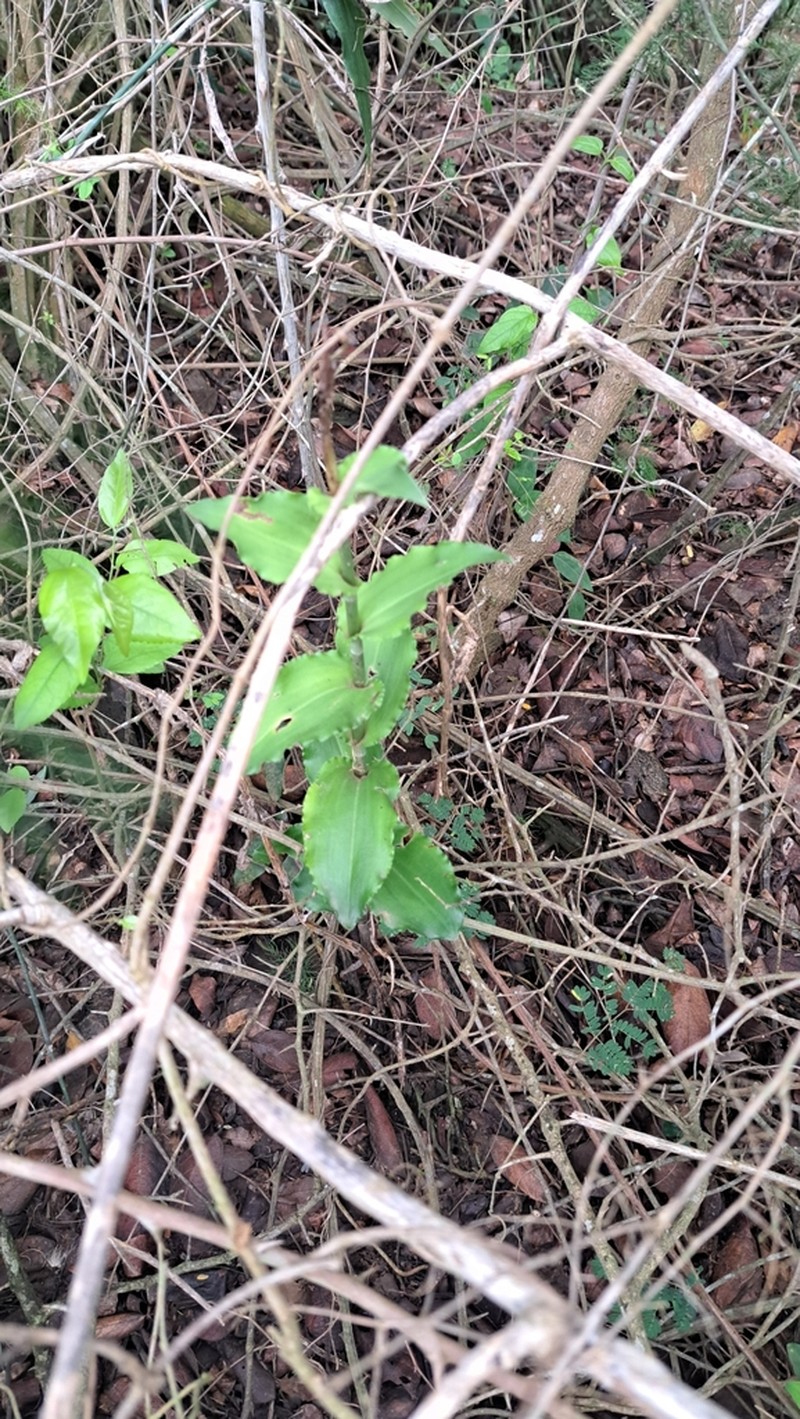 Bonatea lamprophylla photo 4
