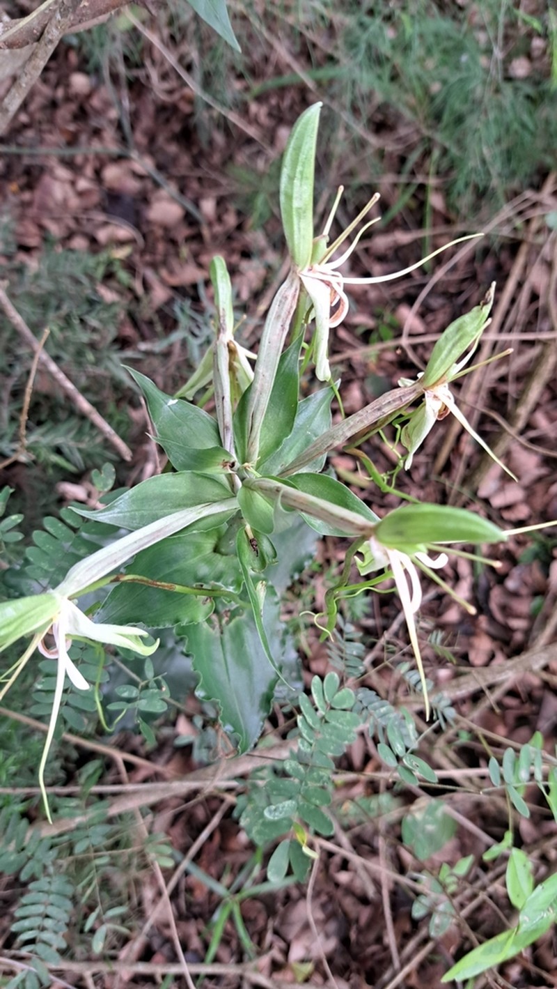 Bonatea lamprophylla photo 5