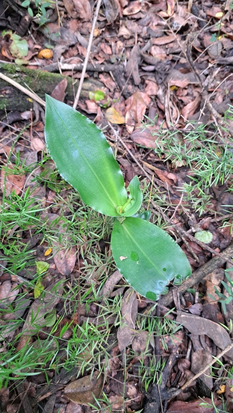 Bonatea lamprophylla photo 6