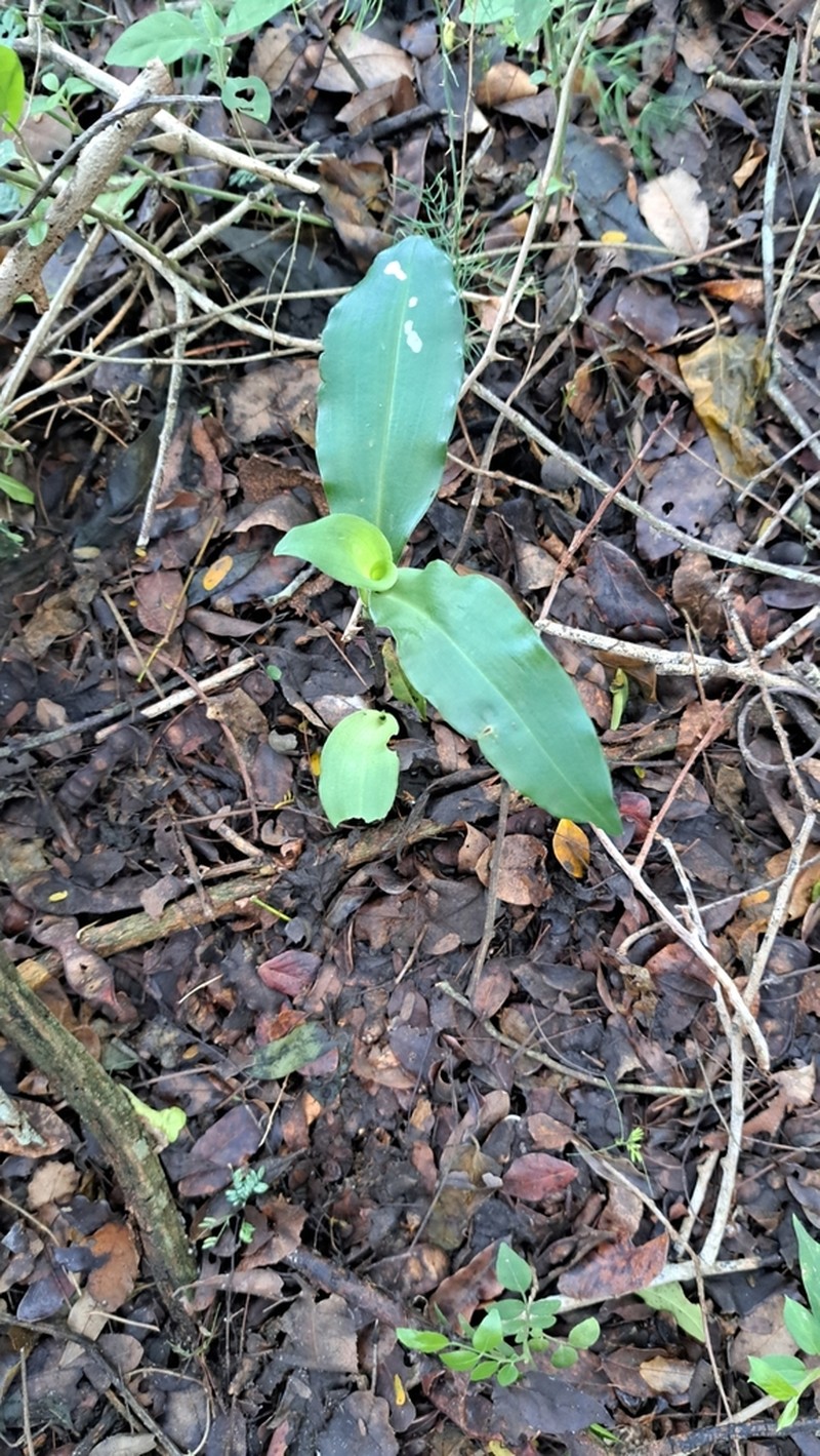 Bonatea lamprophylla photo 7