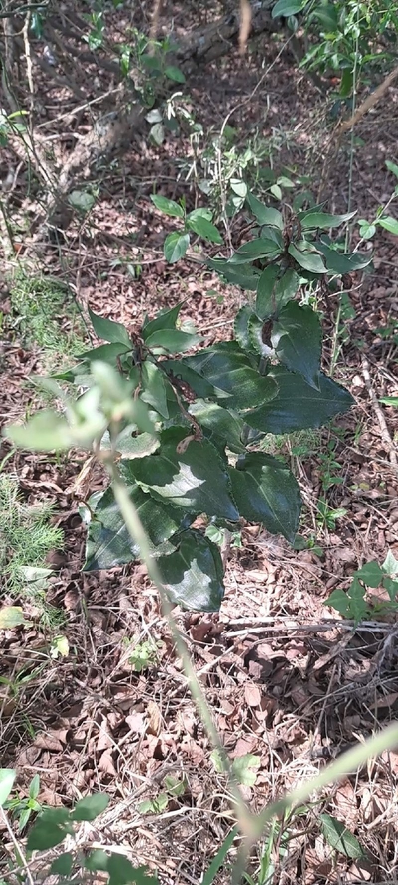 Bonatea lamprophylla photo 8