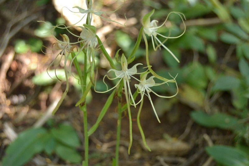 Bonatea polypodantha
