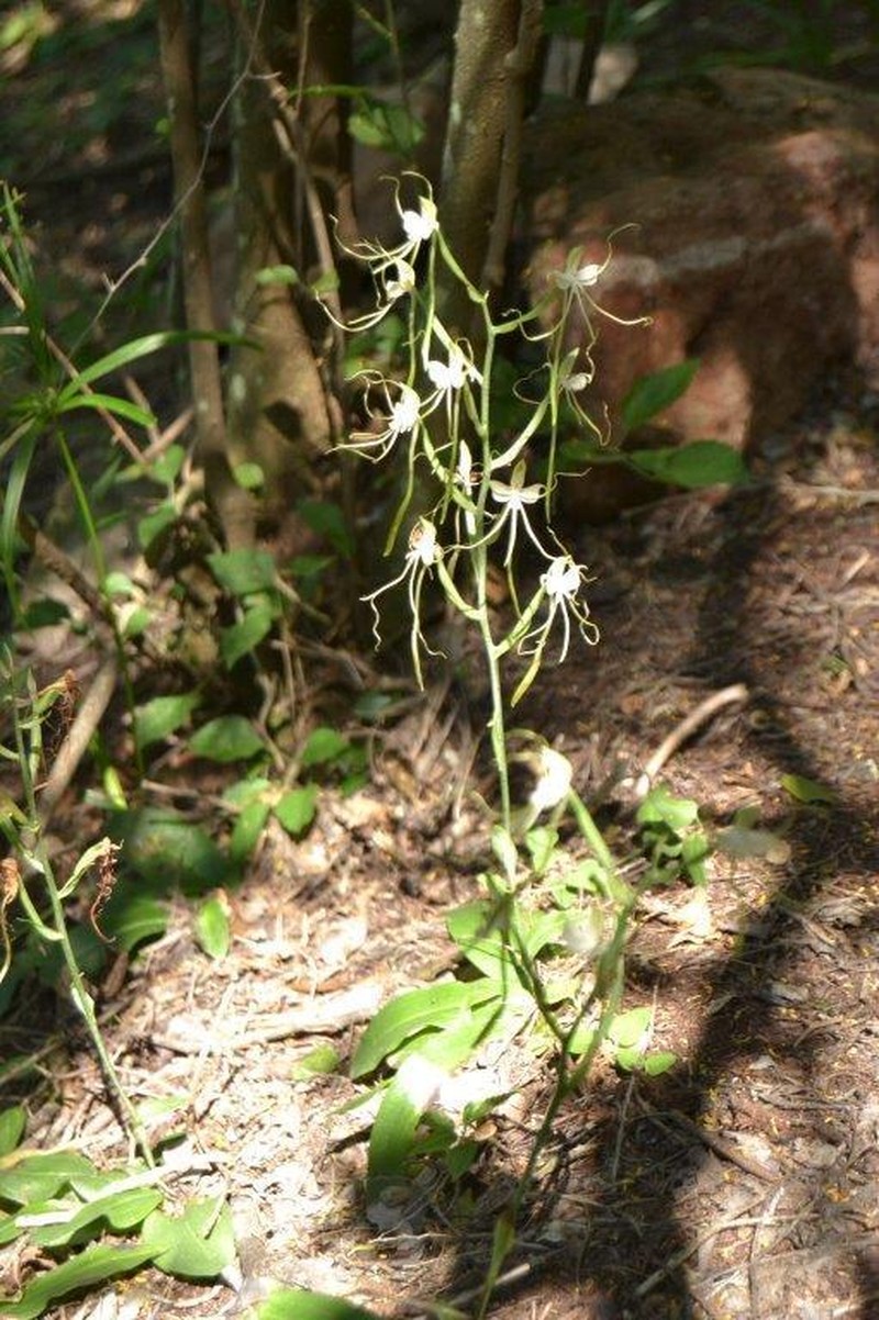 Bonatea polypodantha photo 3