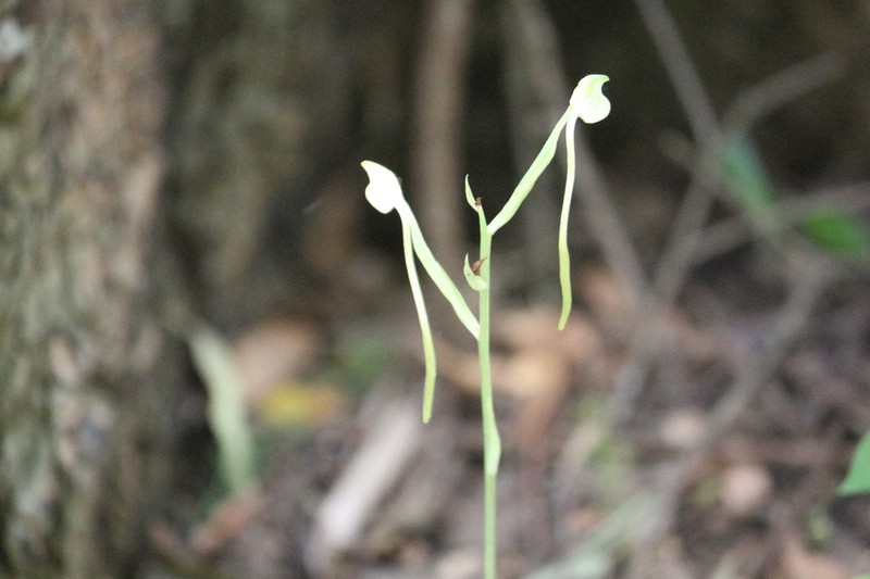 Bonatea polypodantha photo 4