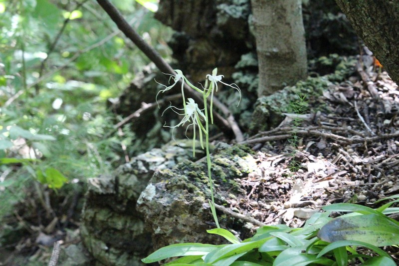 Bonatea polypodantha photo 5