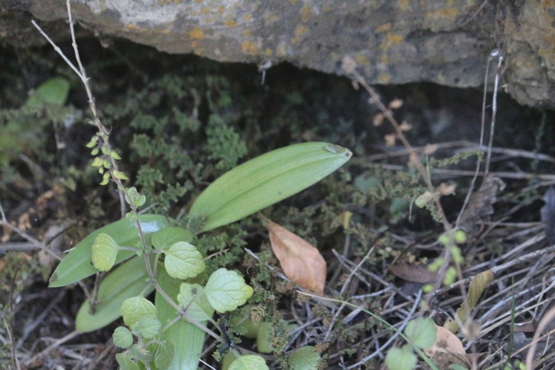 Bonatea polypodantha photo 6