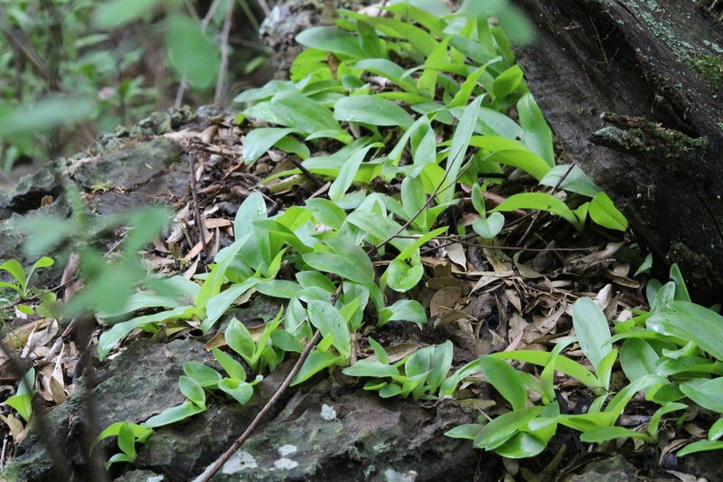 Bonatea polypodantha photo 8