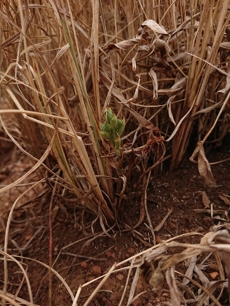 Bonatea porrecta