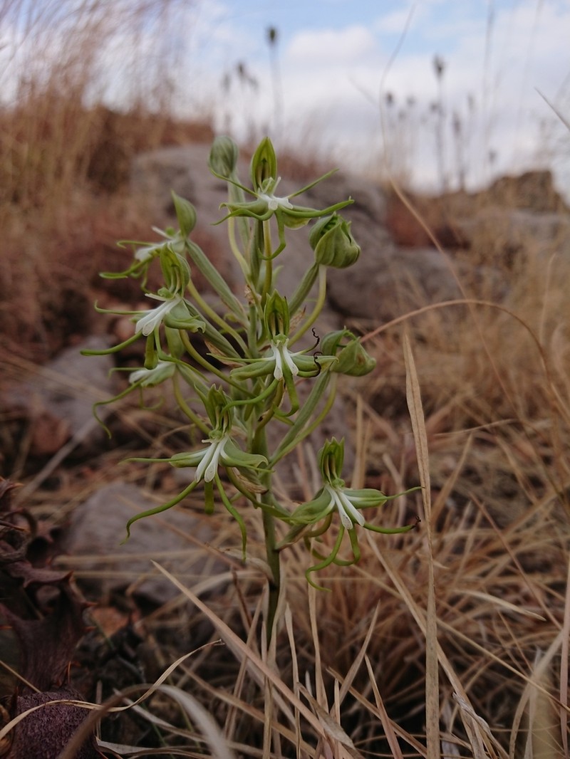 Bonatea porrecta photo 2
