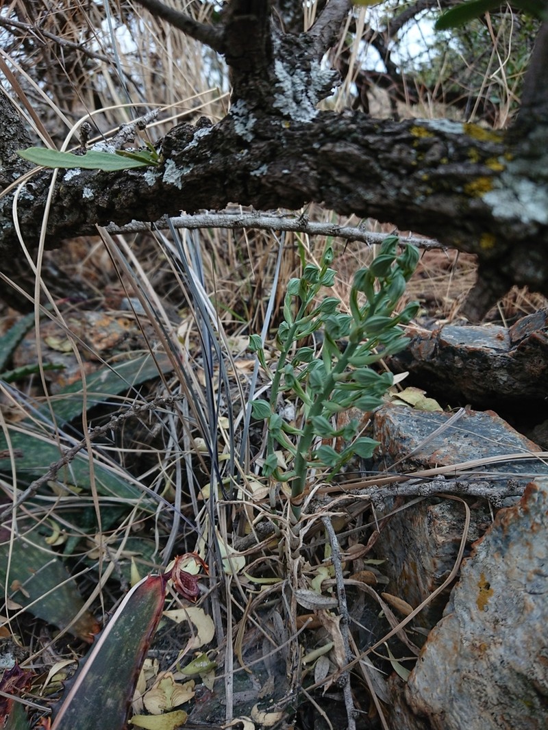 Bonatea porrecta photo 3