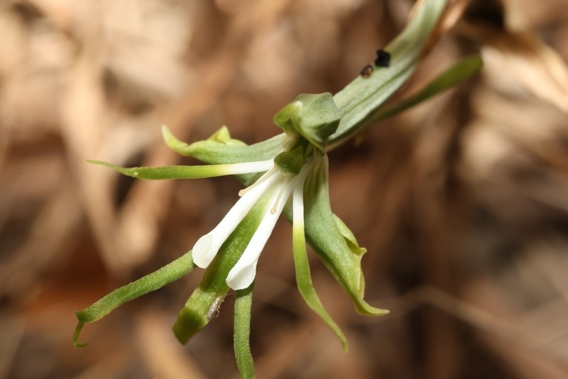 Bonatea porrecta photo 6