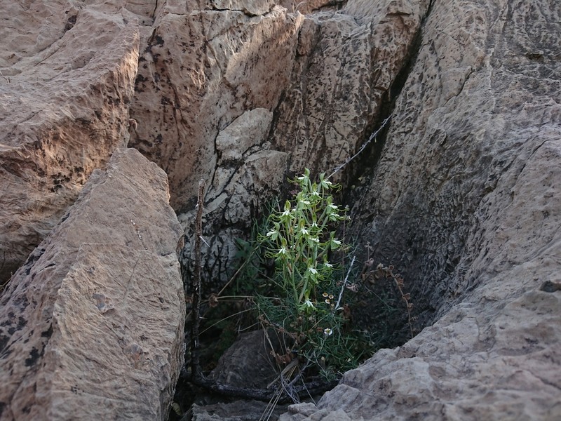 Bonatea porrecta photo 8