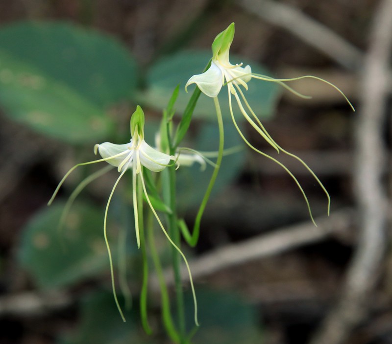 Bonatea pulchella