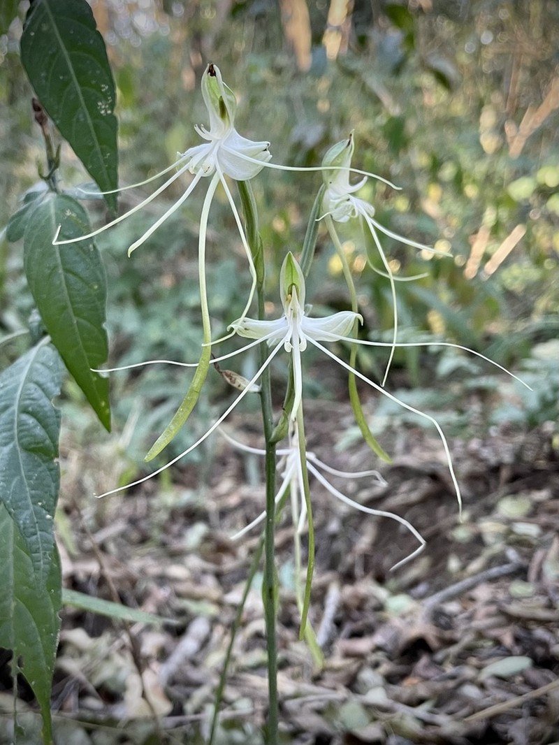Bonatea pulchella photo 2