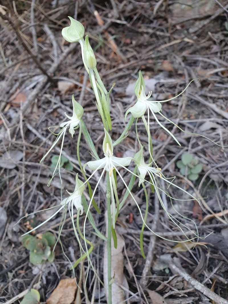 Bonatea pulchella photo 3
