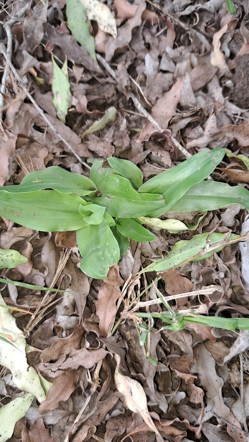 Bonatea pulchella photo 4