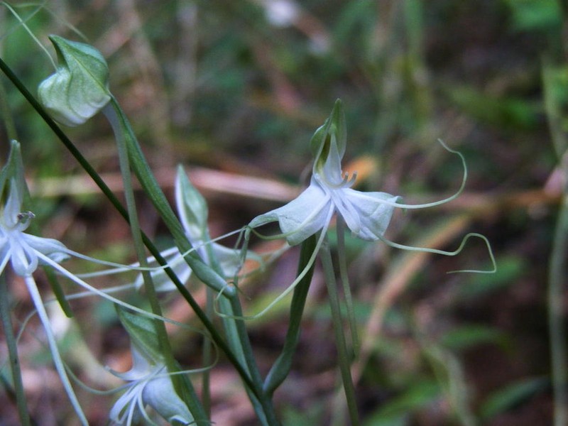 Bonatea pulchella photo 5