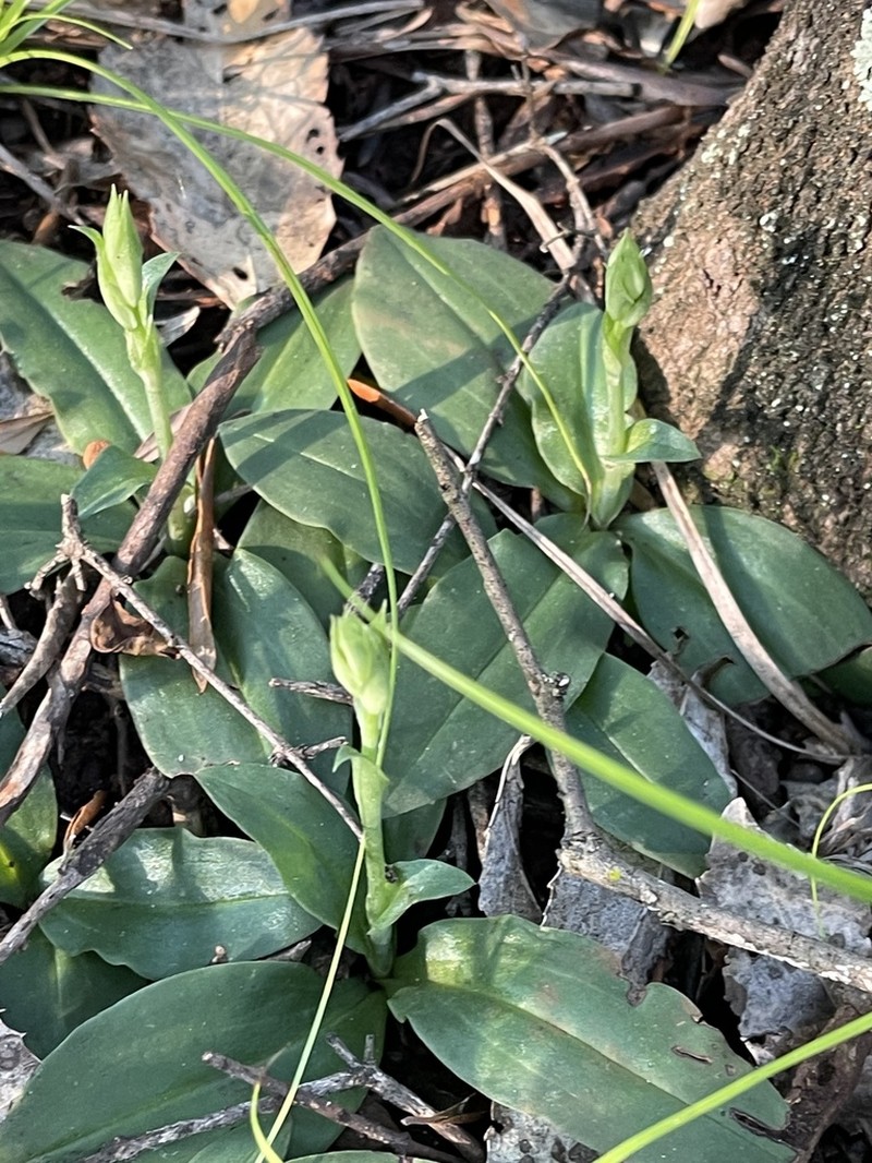 Bonatea pulchella photo 7