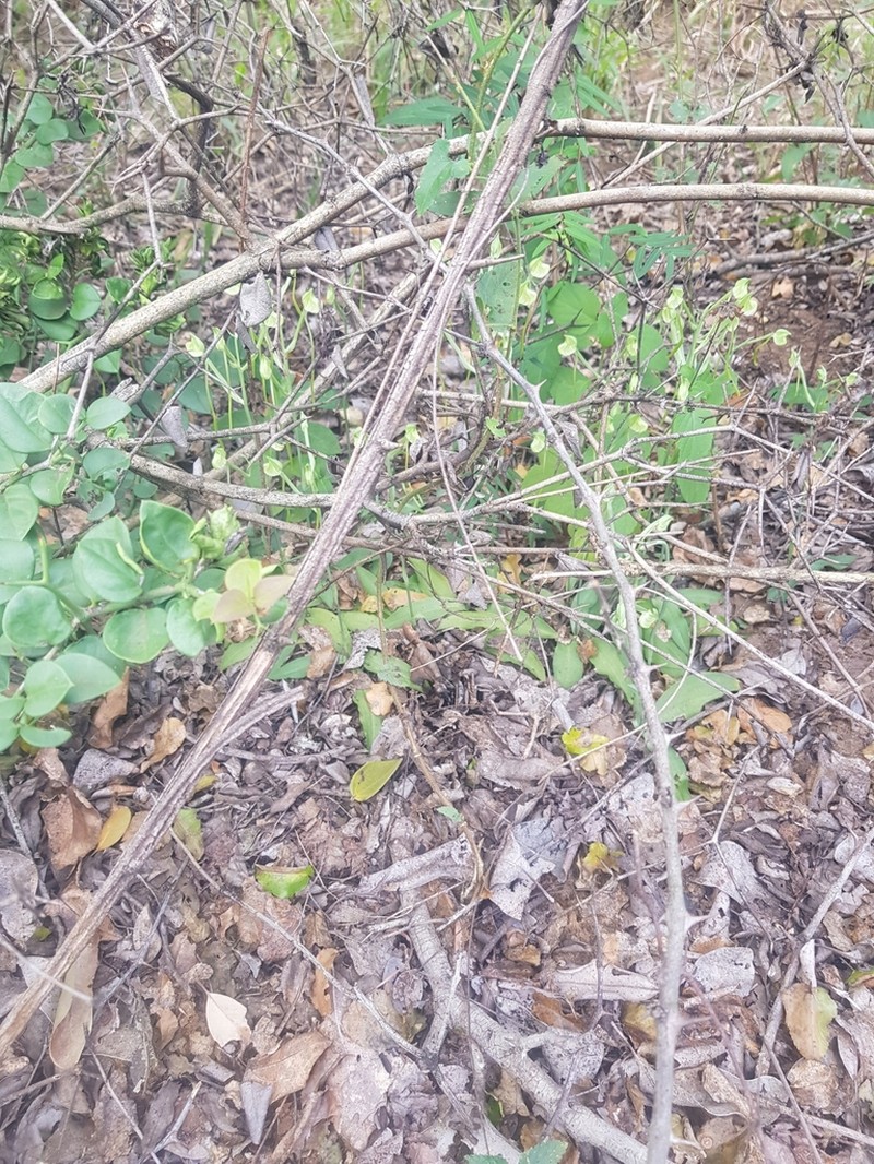 Bonatea pulchella photo 8