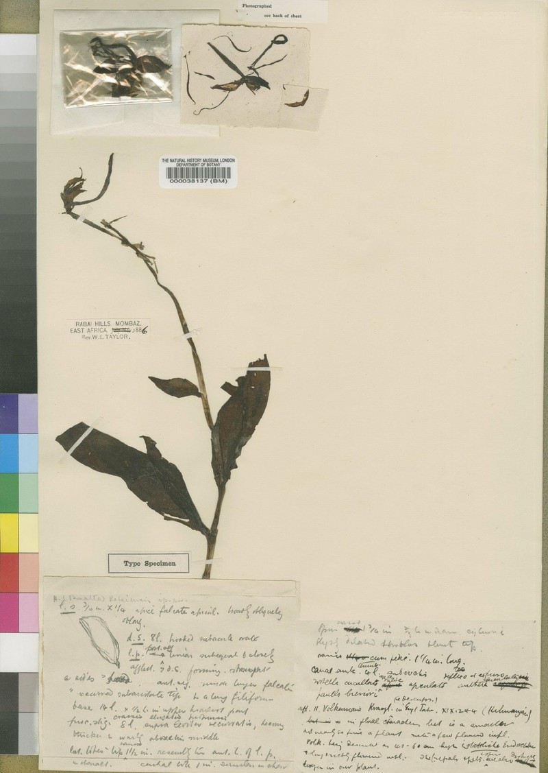 Bonatea rabaiensis