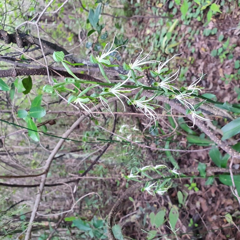 Bonatea saundersioides