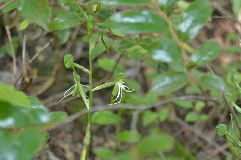 Bonatea saundersioides photo 2