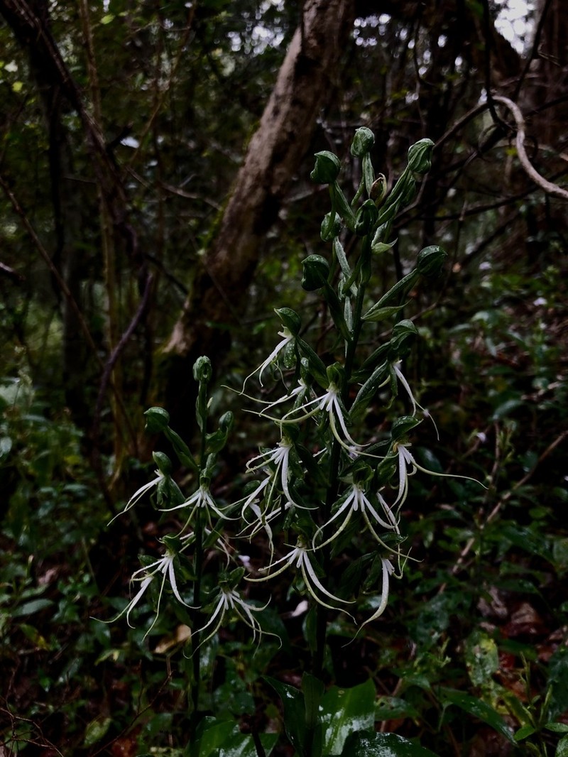 Bonatea saundersioides photo 3