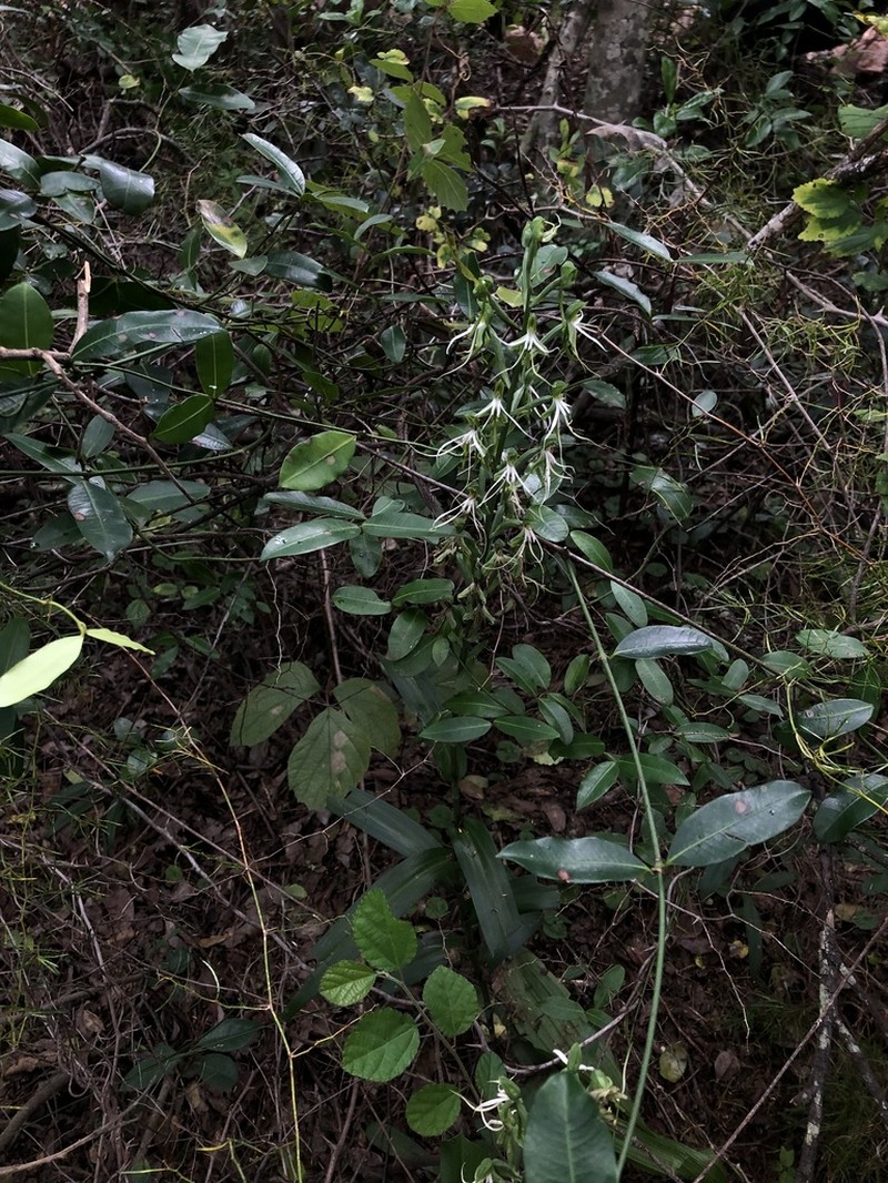 Bonatea saundersioides photo 4
