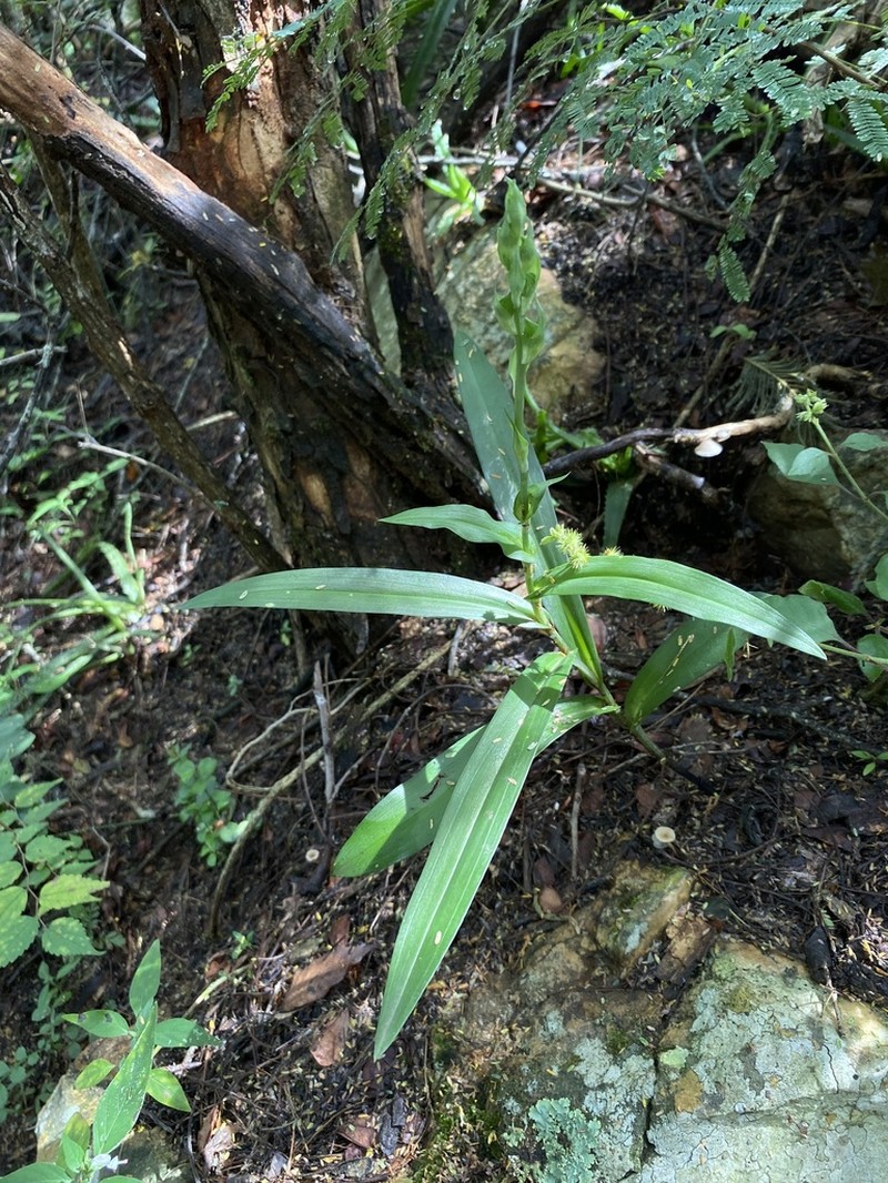 Bonatea saundersioides photo 5