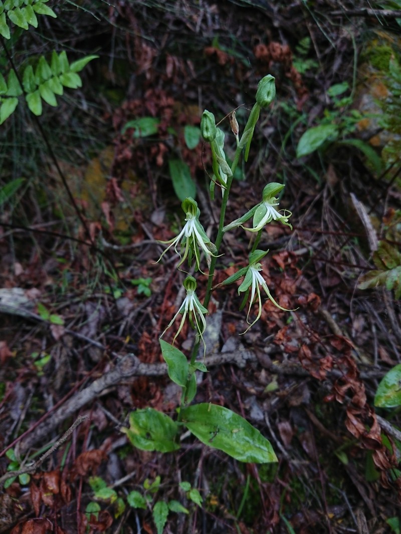 Bonatea saundersioides photo 6