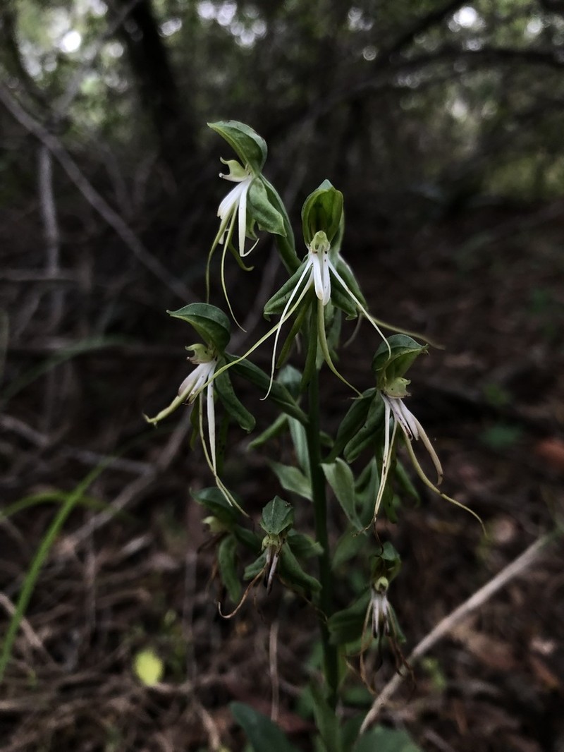 Bonatea saundersioides photo 7