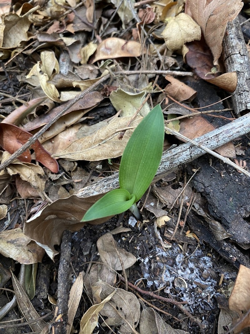 Bonatea saundersioides photo 8
