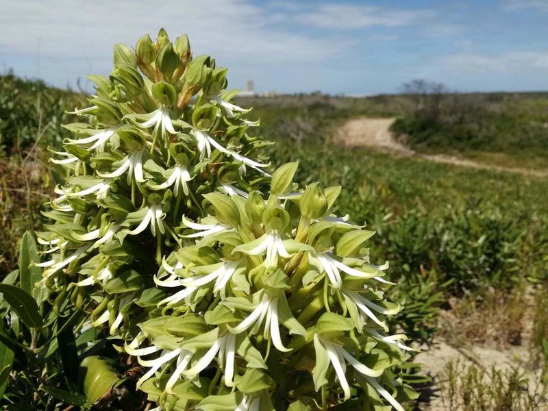Bonatea speciosa