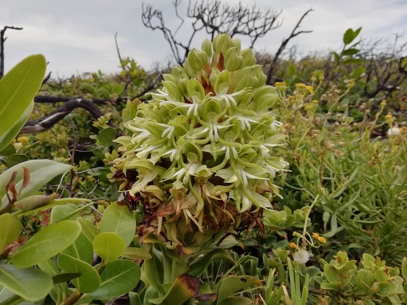 Bonatea speciosa photo 2