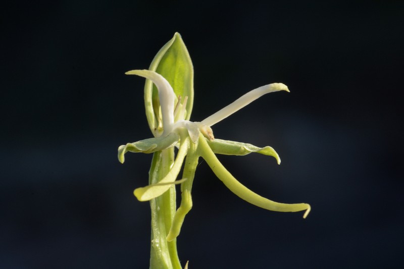 Bonatea speciosa photo 3