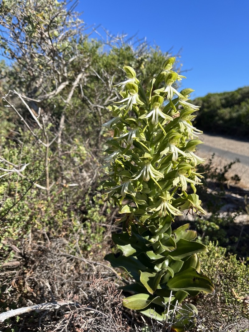 Bonatea speciosa photo 4