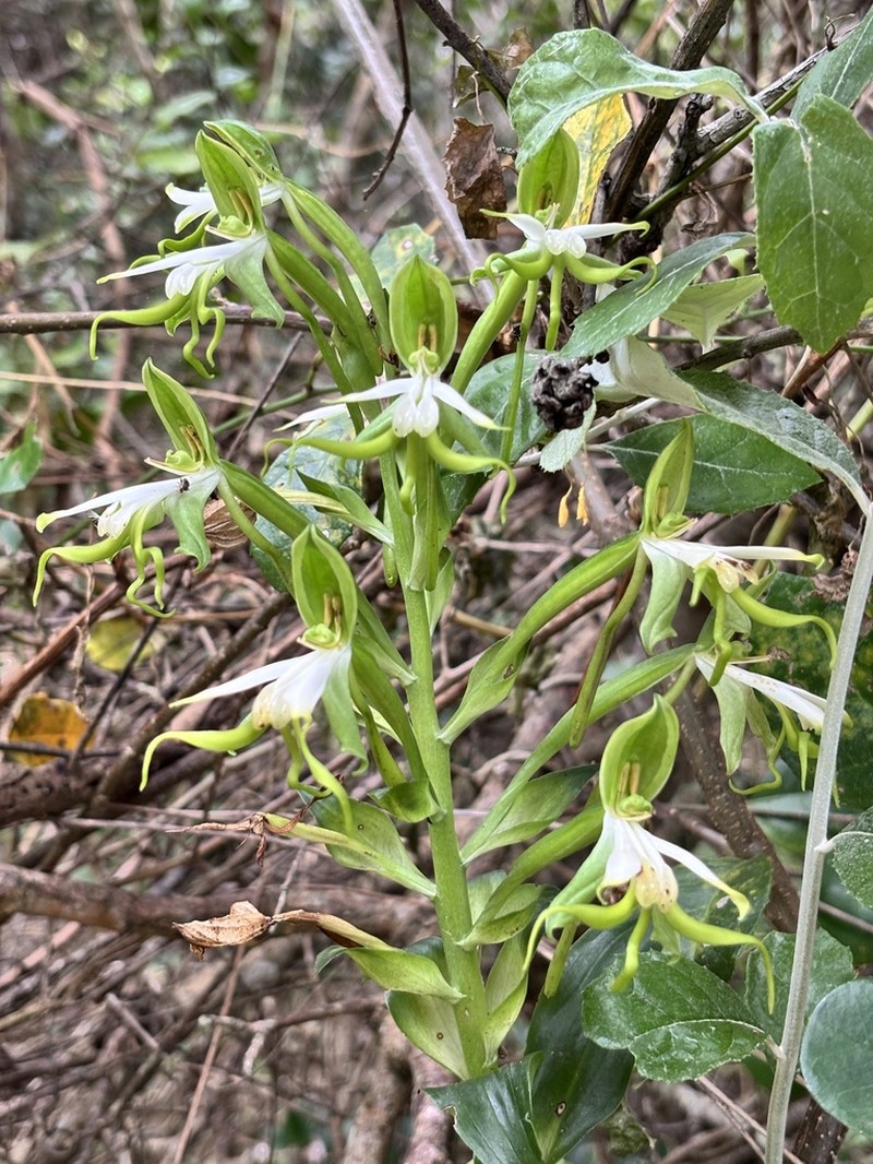 Bonatea speciosa photo 5