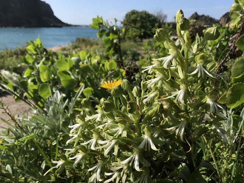Bonatea speciosa photo 6