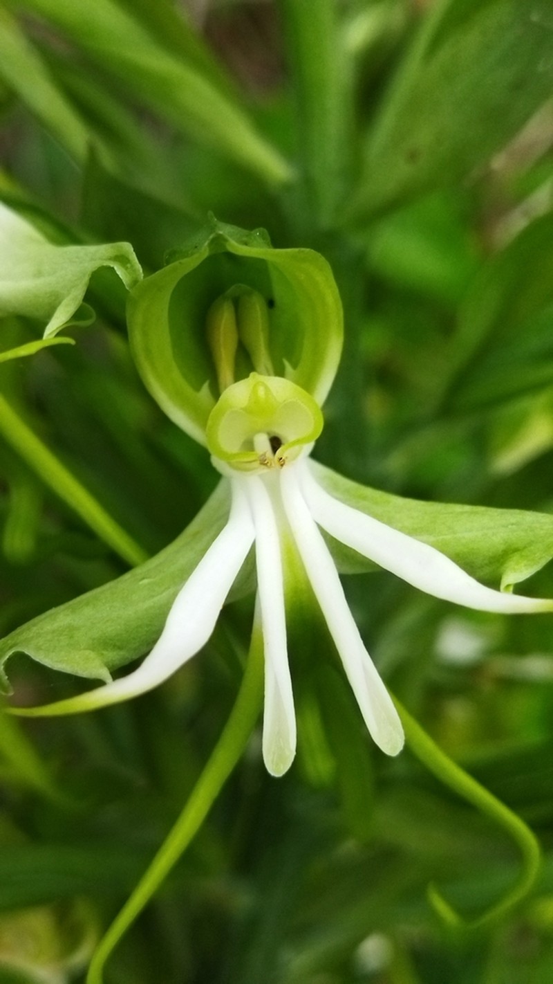 Bonatea speciosa photo 7