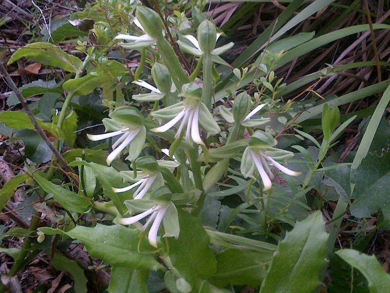 Bonatea speciosa photo 8