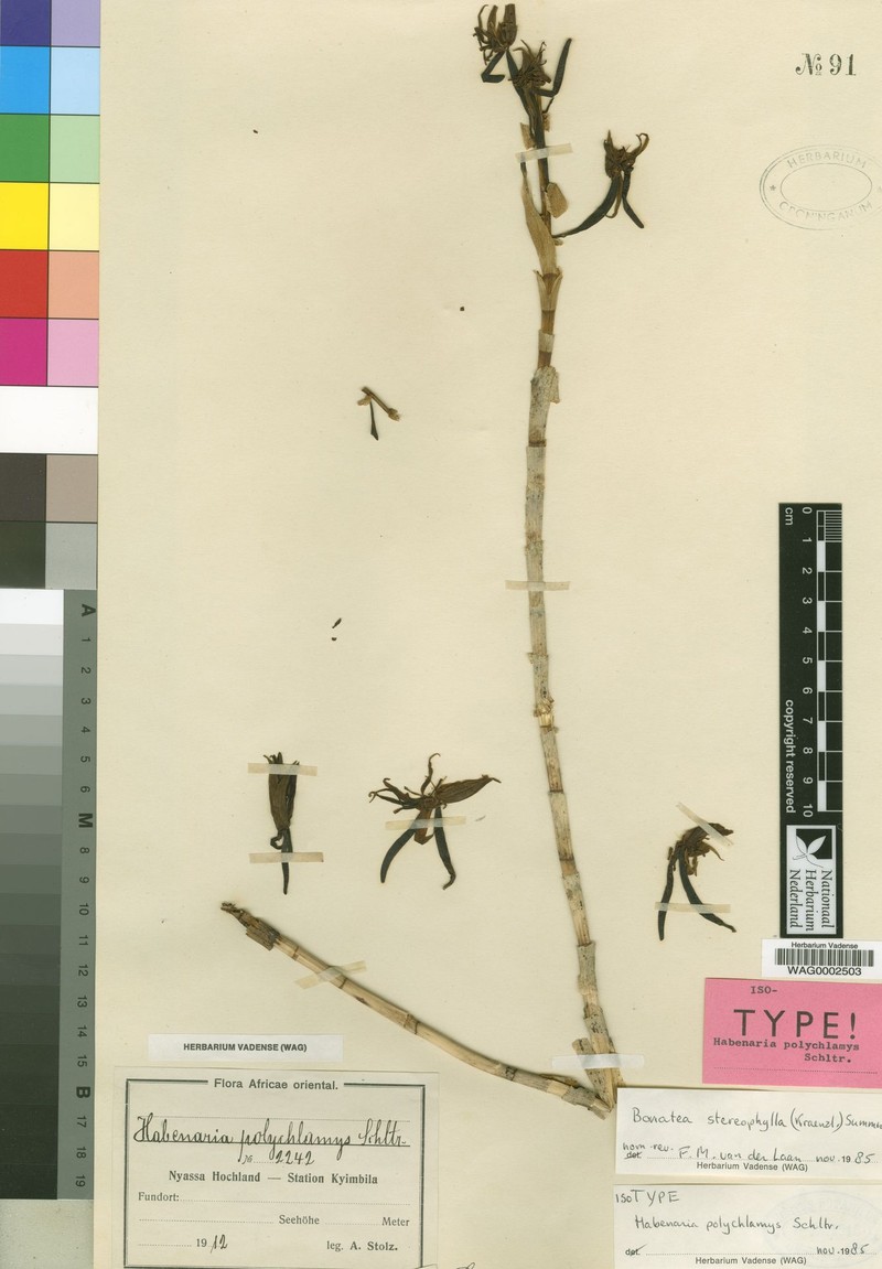 Bonatea stereophylla
