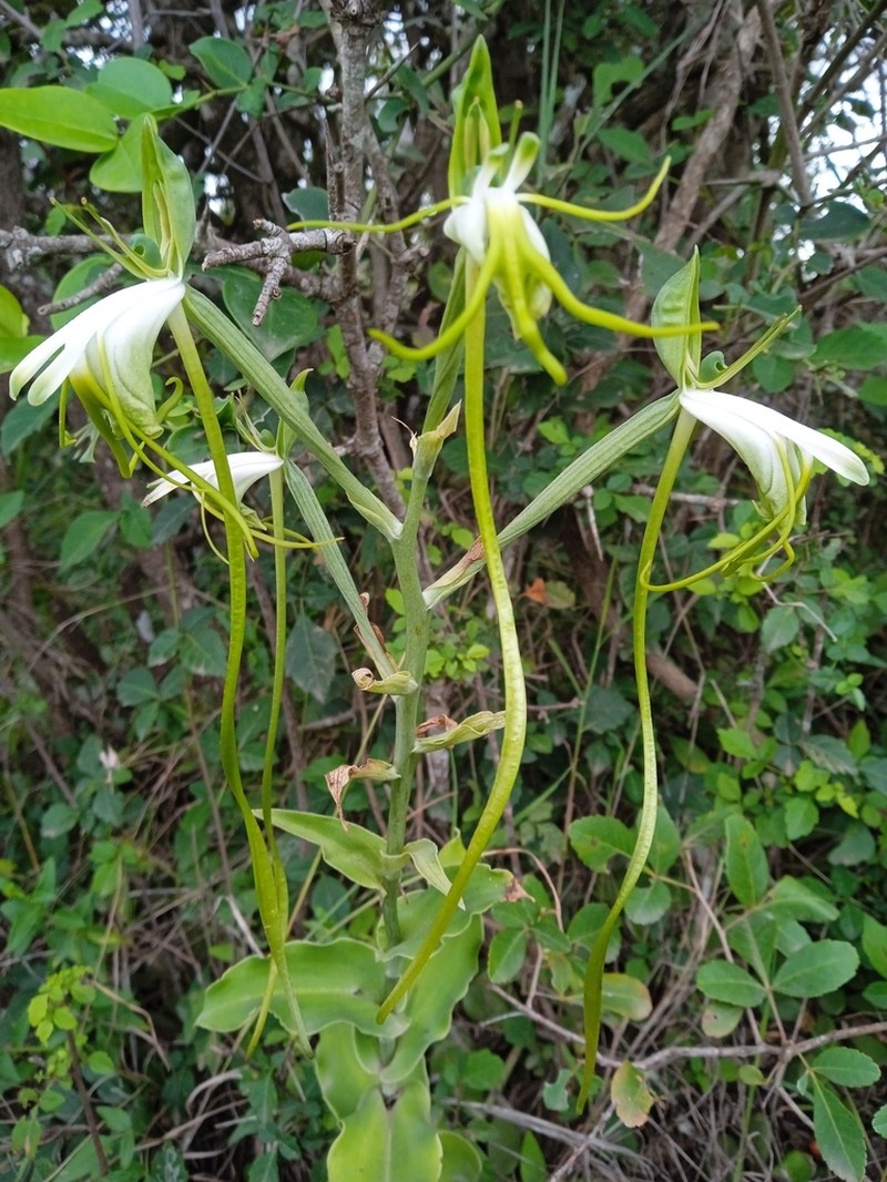 Bonatea steudneri
