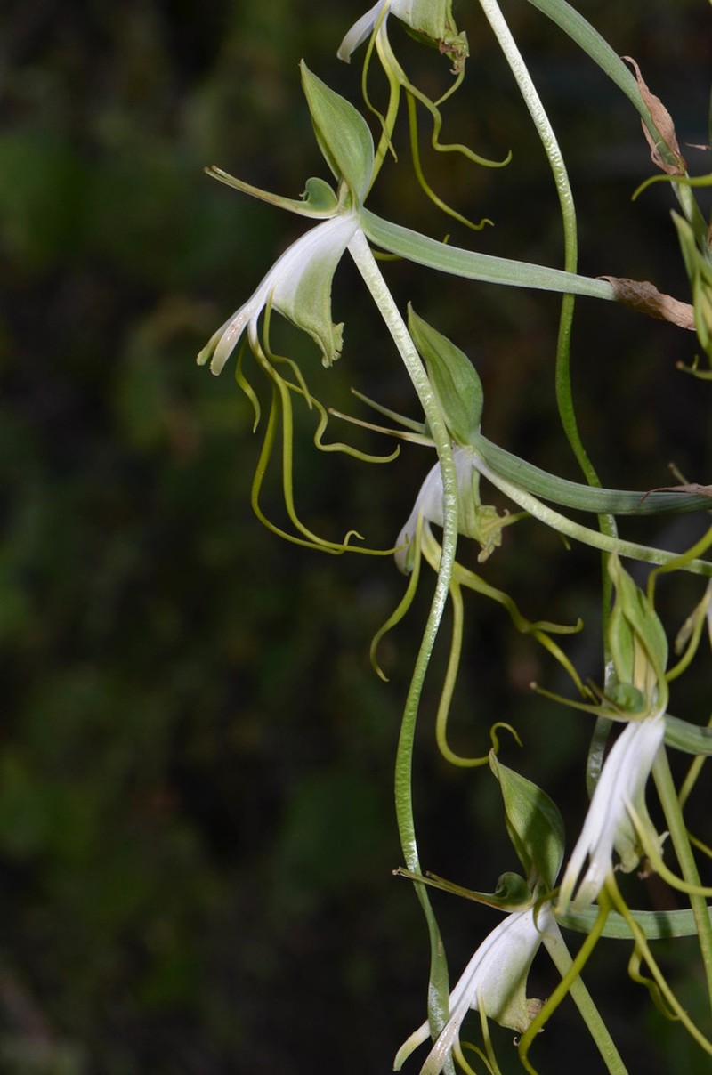 Bonatea steudneri photo 2