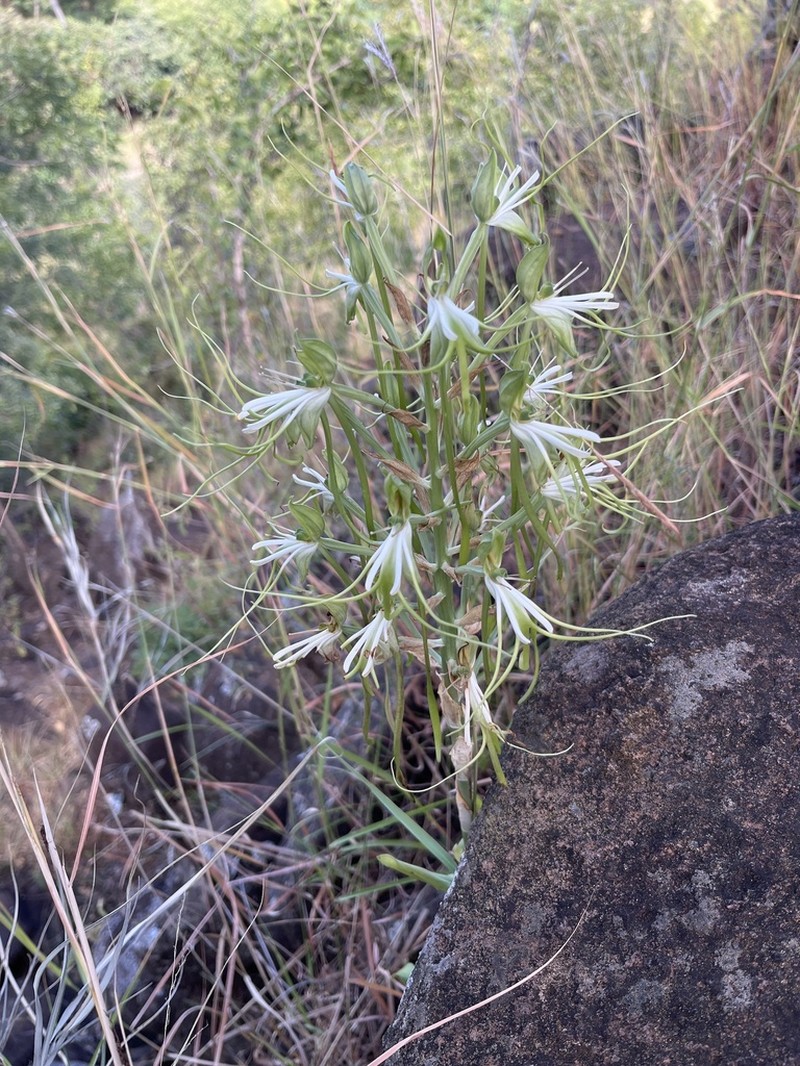 Bonatea steudneri photo 3