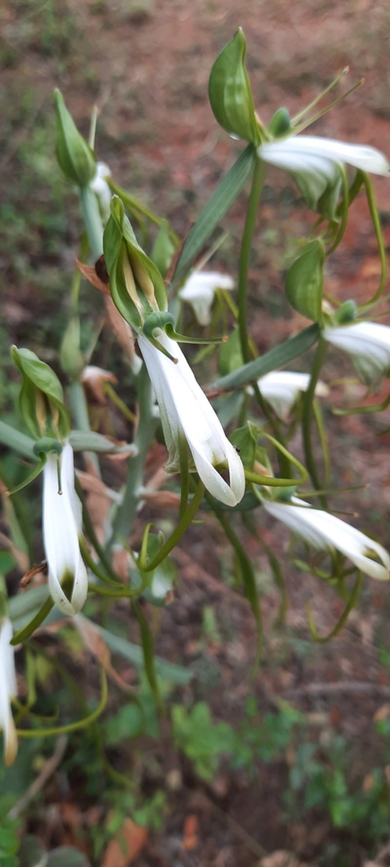 Bonatea steudneri photo 4