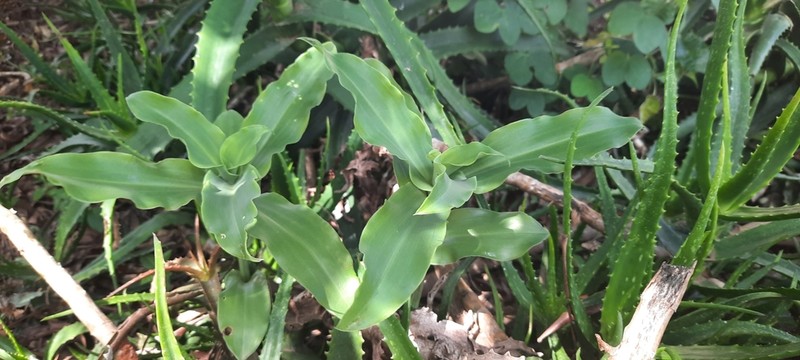 Bonatea steudneri photo 5
