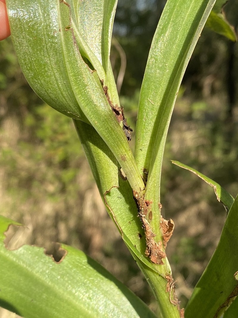 Bonatea steudneri photo 6